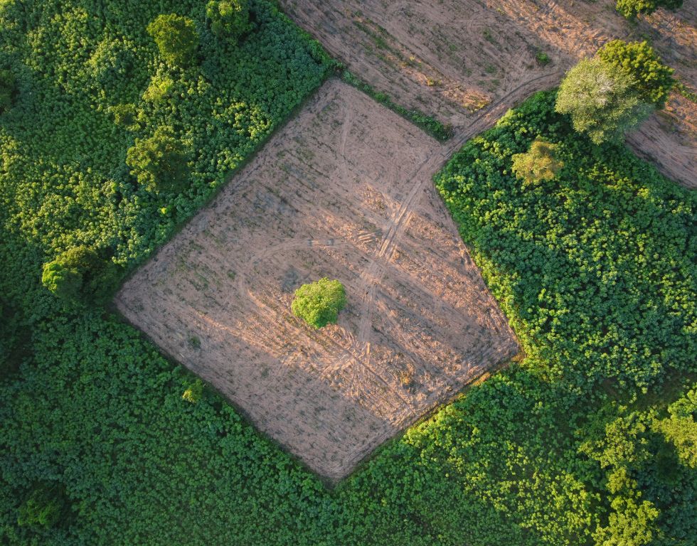 Baugrundstücke in Paraguay_ Ein Paradies für Investoren und Auswanderer