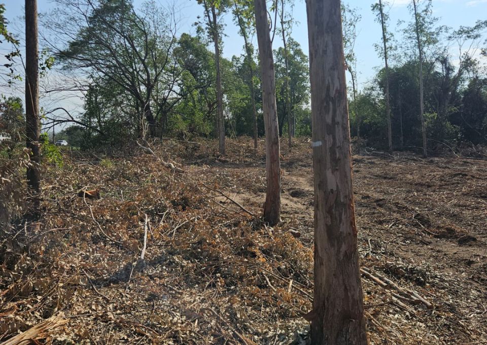 viva-paraguay-eukalyptus-rodung-flaechenreinigung