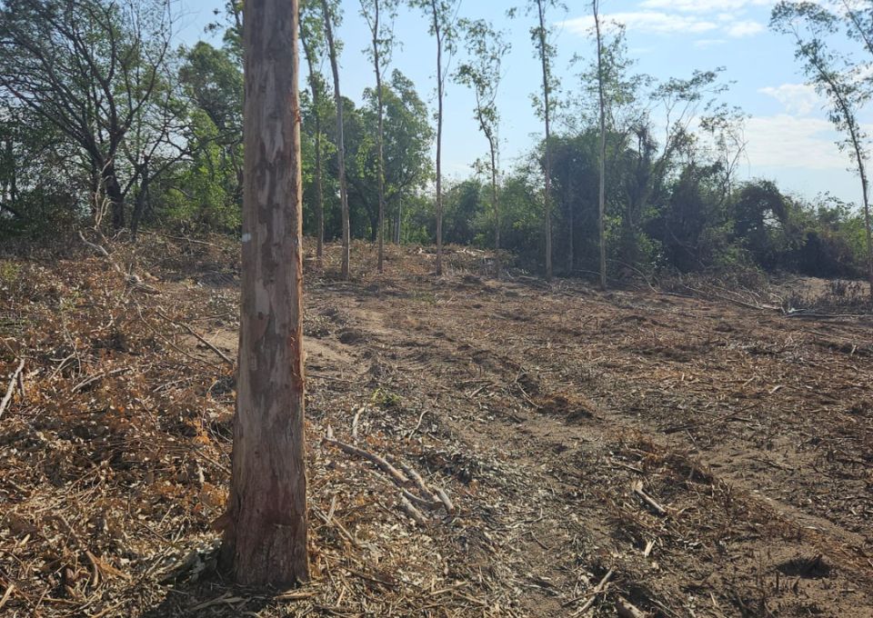 viva-paraguay-flaeche-nach-rodung-geebnet